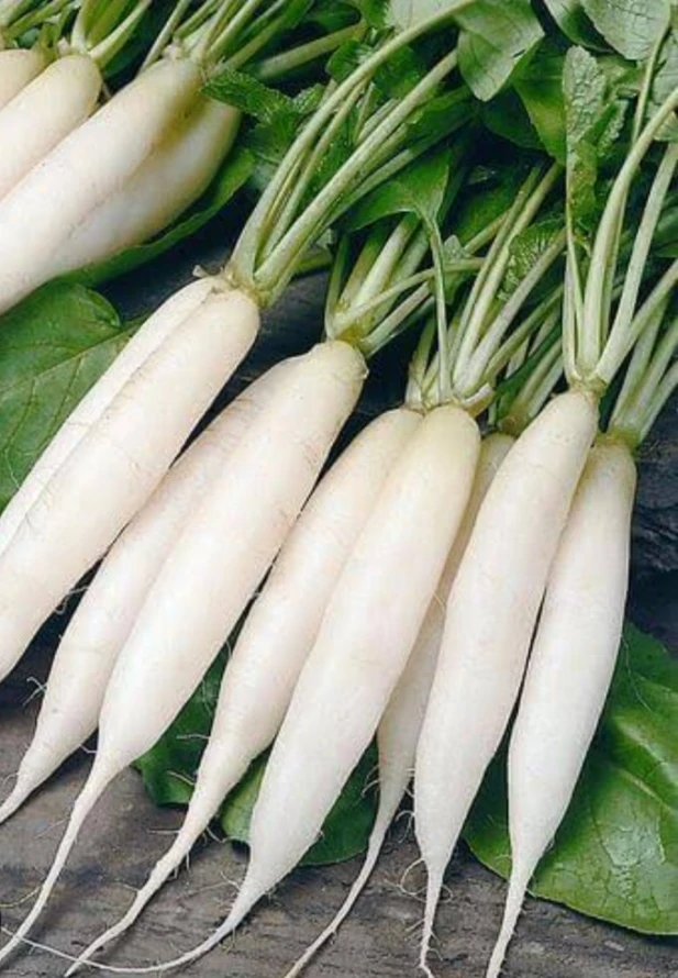 Fresh Radish