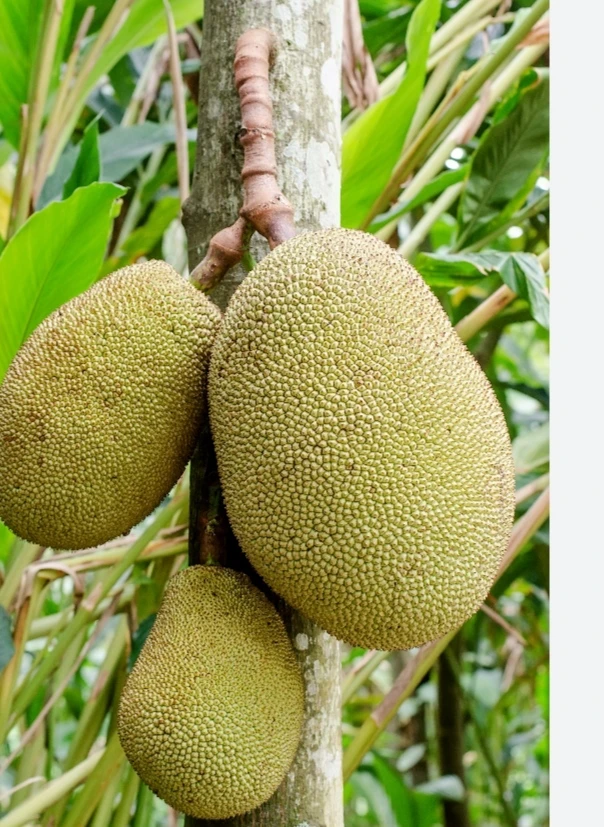 Fresh Jack fruit ..
