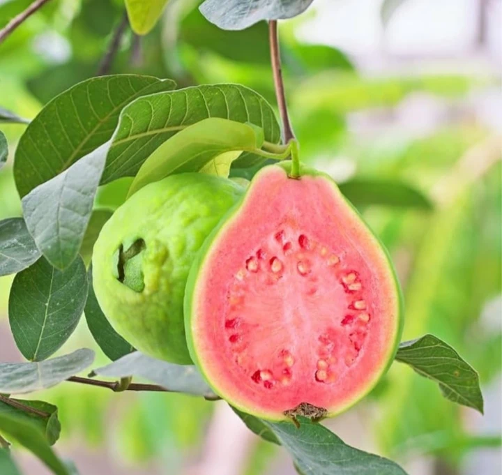Fresh Guava