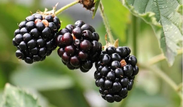 Blackberry ..