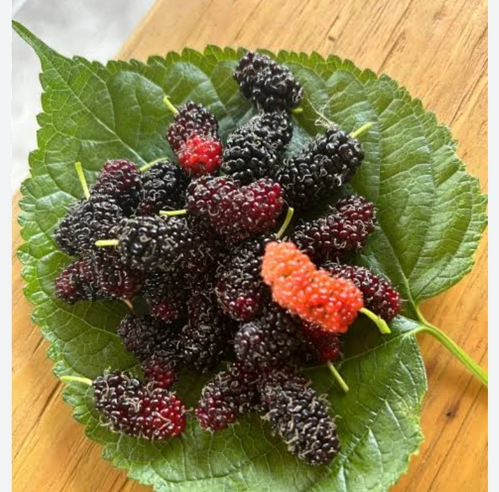 Mulberry