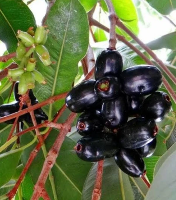 jamun ..
