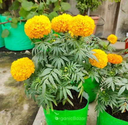 Marigold..