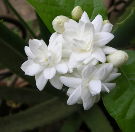 Fresh Mogra ..